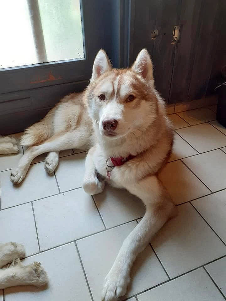 Odin a rejoint le concours — aidez-le/la à gagner de superbes lots ! ancient_dog_breeds, canidae, canis, carnivore, companion_dog, dog, dog_breed, door, fawn, flooring, fur, non_sporting_group, snout, sporting_group, tail, window, window_blind, working_animal, working_dog