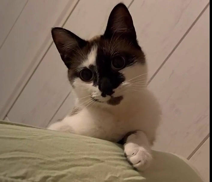 Rûyta participe au concours pour gagner de l'argent avec cette photo : carnivore, cat, comfort, domestic_short_haired_cat, felidae, foot, fur, paw, small_to_medium_sized_cats, snout, tail, whiskers