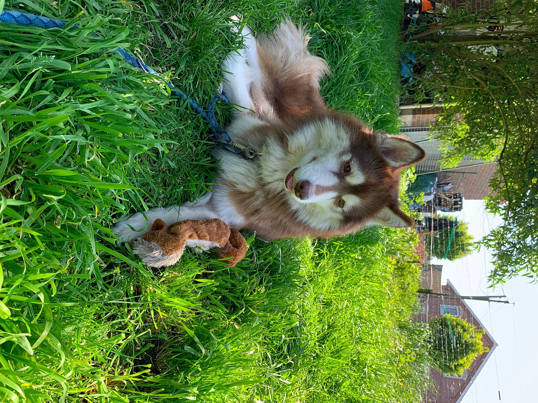 Yuki participe au concours pour gagner de l'argent avec cette photo : canidae, canis, carnivore, companion_dog, dog, dog_breed, fawn, felidae, fox, fur, german_spitz, grass, plant, small_to_medium_sized_cats, spitz, sporting_group, tail, tree, whiskers, wolf