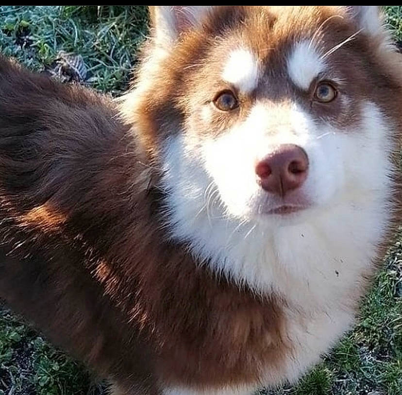 Yuki a rejoint le concours — aidez-le/la à gagner de superbes lots ! ancient_dog_breeds, canidae, canis, carnivore, companion_dog, dog, dog_breed, fawn, fur, grass, herding_dog, plant, sled_dog, snout, sporting_group, tail, terrestrial_animal, whiskers, working_animal, working_dog