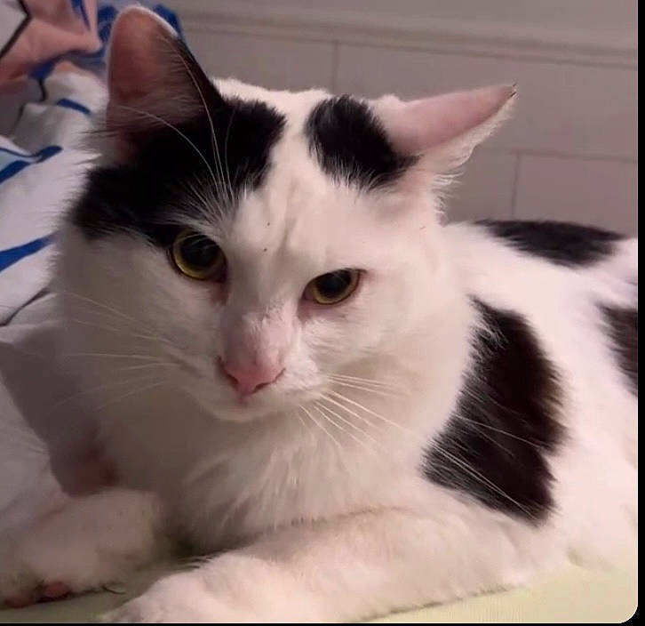 Kayden participe au concours pour gagner de l'argent avec cette photo : carnivore, cat, domestic_short_haired_cat, felidae, fur, paw, rectangle, small_to_medium_sized_cats, tail, whiskers, window