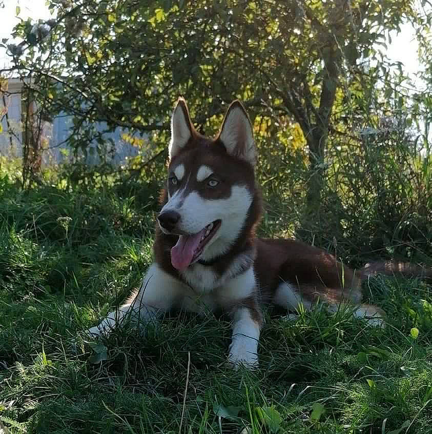 Hatsu a rejoint le concours — aidez-le/la à gagner de superbes lots ! canidae, canis, carnivore, companion_dog, dog, dog_breed, fur, grass, non_sporting_group, plant, siberian_husky, sled_dog, snout, sporting_group, terrestrial_animal, tree, wildlife, window, wolf, working_dog