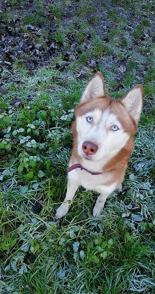 Cheyenne participe au concours pour gagner de l'argent avec cette photo : canis, carnivore, companion_dog, dingo, dog, dog_breed, fawn, fur, grass, groundcover, herding_dog, plant, siberian_husky, sled_dog, sporting_group, tail, terrestrial_animal, tree, whiskers, working_animal