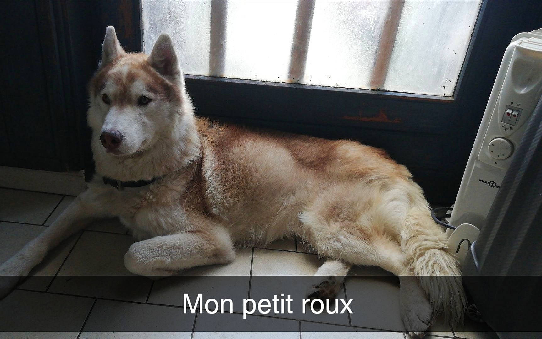 Zeus a rejoint le concours — aidez-le/la à gagner de superbes lots ! ancient_dog_breeds, canidae, canis, carnivore, companion_dog, dog, dog_breed, fawn, felidae, fur, paw, photo_caption, snout, sporting_group, street_dog, tail, terrestrial_animal, whiskers, window, windshield
