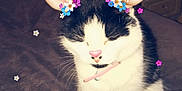 Morgan is registered to the contest to win money with this photo: cat, black_and_white, sitting, blanket, digital_filter, cartoon_ears, pink_nose, flowers, cute, whimsical, cozy, indoor, feline, pet, soft_texture, closed_eyes, collar, decor, furniture, relaxed