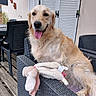 Maya a rejoint le concours — aidez-le/la à gagner de superbes lots ! dog, golden_retriever, pet, animal, outdoor, chair, plush_toy, tongue_out, wooden_deck, patio, furniture, relaxed, shutter_doors, black_chair, happy, canine, domestic_animal, summer, home, companion
