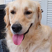 Maya participe au concours pour gagner de l'argent avec cette photo : dog, golden_retriever, tongue_out, happy, pet, fluffy, canine, animal, portrait, close_up, chair, furniture, outdoor, shutter, door, light, natural_light, smiling, cute, domestic_animal