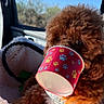 Rusty joined the competition — help win amazing prizes! dog, puppy, curly_fur, brown_dog, pet_bed, car_interior, cup, paw_prints, window, blue_sky, sunlight, cozy, cute, animal, pet, fluffy, indoor, closeup, soft_texture, relaxed