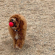 Rusty is registered to the contest to win money with this photo: dog, brown, fluffy, ball, red_ball, outdoor, gravel, pet, playful, canine, collar, walking, active, animal, fetch, fun, cute, fur, friendly, single_subject