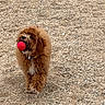 dog, brown, fluffy, ball, red_ball, outdoor, gravel, pet, playful, canine, collar, walking, active, animal, fetch, fun, cute, fur, friendly, single_subject