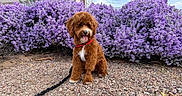 Rusty joined the competition — help win amazing prizes! dog, puppy, brown_fur, red_collar, leash, gravel, purple_flowers, bushes, outdoor, pet, cute, sitting, tongue_out, happy, nature, sunny, fluffy, animal, garden, daytime