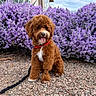 dog, puppy, brown_fur, red_collar, leash, gravel, purple_flowers, bushes, outdoor, pet, cute, sitting, tongue_out, happy, nature, sunny, fluffy, animal, garden, daytime