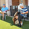 Rusty is registered to the contest to win money with this photo: elderly_person, man, woman, dog, pets, outdoor, grass, chair, brick_wall, sunlight, interaction, casual_clothing, playful, leisure, smiling, happy, fence, shoes, shorts, glasses