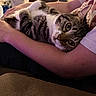animal, arms, casual, cat, closeup, comfort, couch, feline, fur, home, human, indoor, looking, person, pet, relaxing, resting, striped, tabby, whiskers