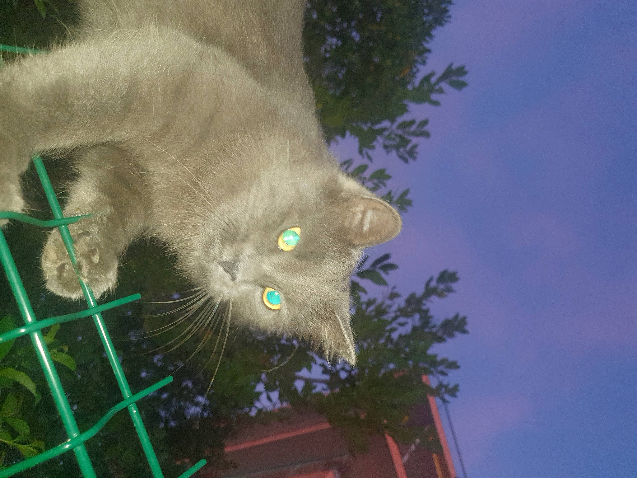 Miou a rejoint le concours — aidez-le/la à gagner de superbes lots ! carnivore, cat, domestic_short_haired_cat, fawn, felidae, fur, grass, night, organism, paw, plant, sky, small_to_medium_sized_cats, snout, tail, terrestrial_animal, tree, twig, whiskers, wildlife