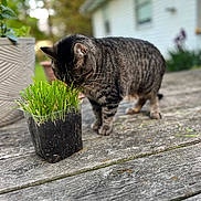 Baby Girl joined the competition — help win amazing prizes! animal, blurred_background, cat, closeup, curious, daylight, domestic_cat, feline, garden, grass, green, house, nature, outdoor, pet, plant, pot, sniffing, tabby_cat, wooden_table