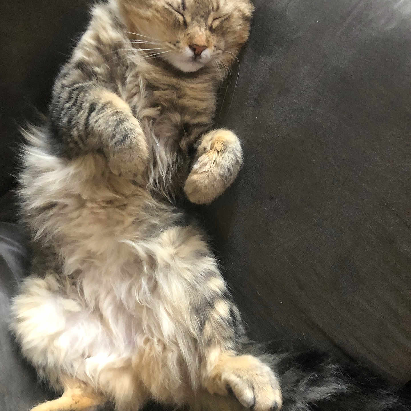 Bean joined the competition — help win amazing prizes! animal, cat, closeup, couch, cozy, cute, domestic, feline, fluffy, fur, indoor, laid_back, mammal, paws, pet, relaxed, resting, sleeping, tabby, whiskers