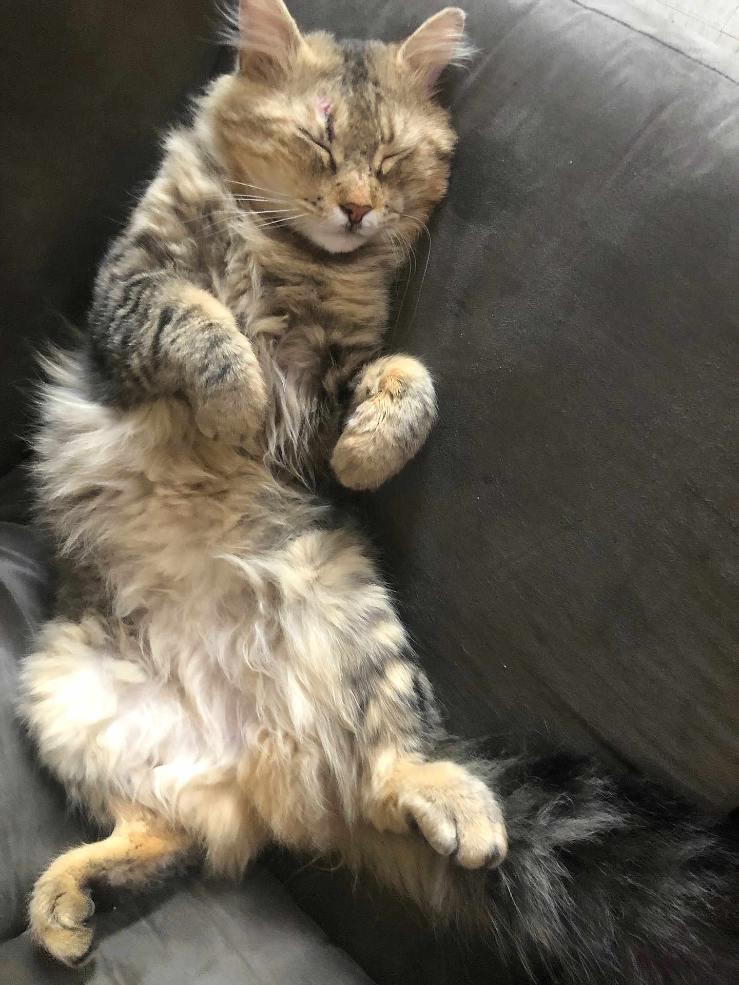 Bean joined the competition — help win amazing prizes! cat, tabby, fluffy, sleeping, relaxed, couch, pet, feline, fur, whiskers, paws, indoor, resting, cute, cozy, animal, mammal, domestic, closeup, laid_back