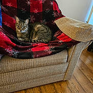 Paison is registered to the contest to win money with this photo: cat, tabby_cat, chair, blanket, red, black, snowflake_pattern, furniture, indoor, wooden_floor, pet, cozy, relaxed, animal, mammal, resting, looking_at_camera, home, comfortable, curious