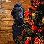 dog, poodle, black_dog, christmas_tree, ornaments, red_ornaments, gold_ornaments, holiday_decor, festive, chain_collar, wooden_background, indoor, pet, animal, decorations, christmas, tree, celebration, holiday, festivity