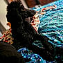 dog, poodle, black_dog, curly_fur, bed, bedspread, patterned_bedspread, blue, orange, indoor, pet, animal, resting, lying_down, furniture, home, blurred_background, canine, portrait, relaxed