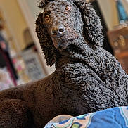 Brodie is registered to the contest to win money with this photo: dog, curly_fur, indoor, pet, animal, portrait, closeup, brown_fur, canine, furniture, blanket, bed, relaxed, looking_away, soft_light, domestic, companion, curled_ears, texture, blurred_background