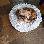 Choupette a rejoint le concours — aidez-le/la à gagner de superbes lots ! dog, pet_bed, fluffy_dog, small_dog, brown_dog, white_bed, shaggy_bed, indoor, tiled_floor, floor_tiles, looking_up, cute, cozy, animal, companion, house_pet, resting, curled_up, furry, home