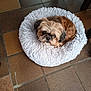 dog, pet_bed, fluffy_dog, small_dog, brown_dog, white_bed, shaggy_bed, indoor, tiled_floor, floor_tiles, looking_up, cute, cozy, animal, companion, house_pet, resting, curled_up, furry, home