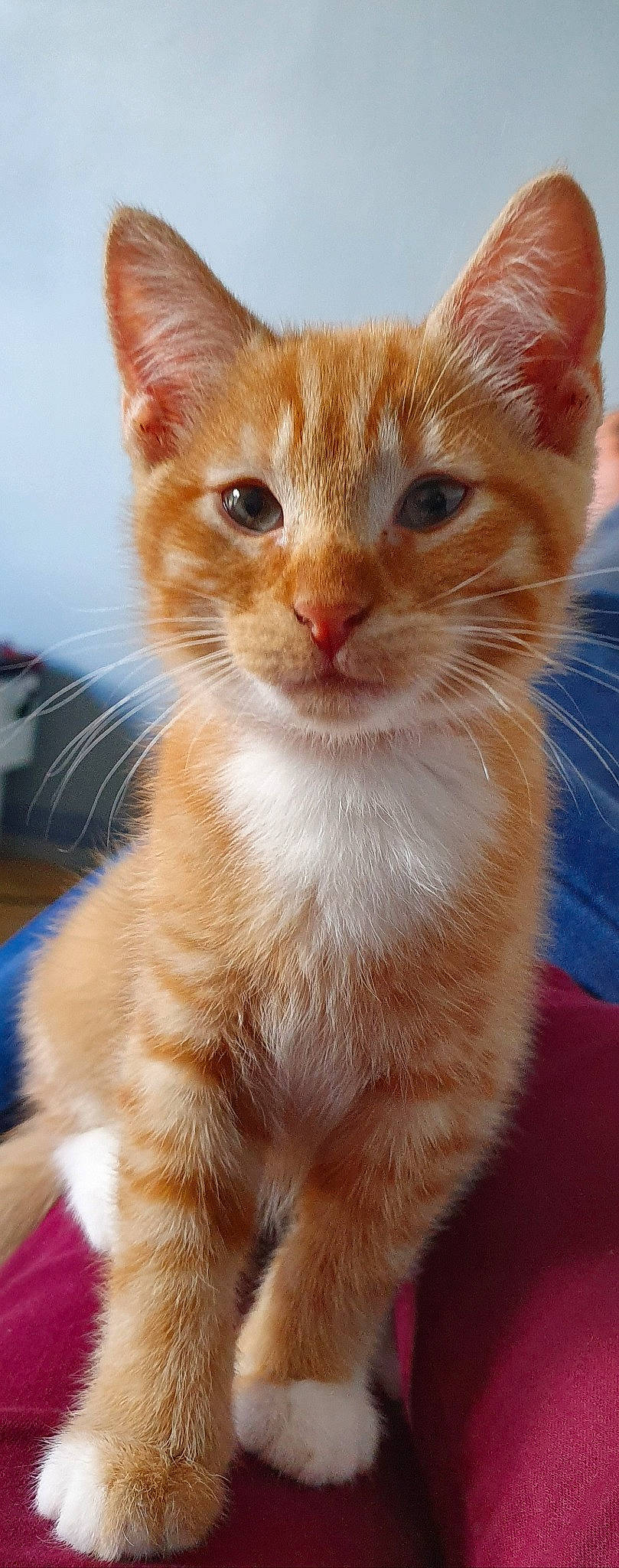 Patapouf a rejoint le concours — aidez-le/la à gagner de superbes lots ! aegean_cat, arabian_mau, asian, carnivore, cat, domestic_short_haired_cat, european_shorthair, fawn, felidae, german_rex, kitten, mammal, munchkin, ojos_azules, polydactyl_cat, small_to_medium_sized_cats, snout, tabby_cat, vertebrate, whiskers