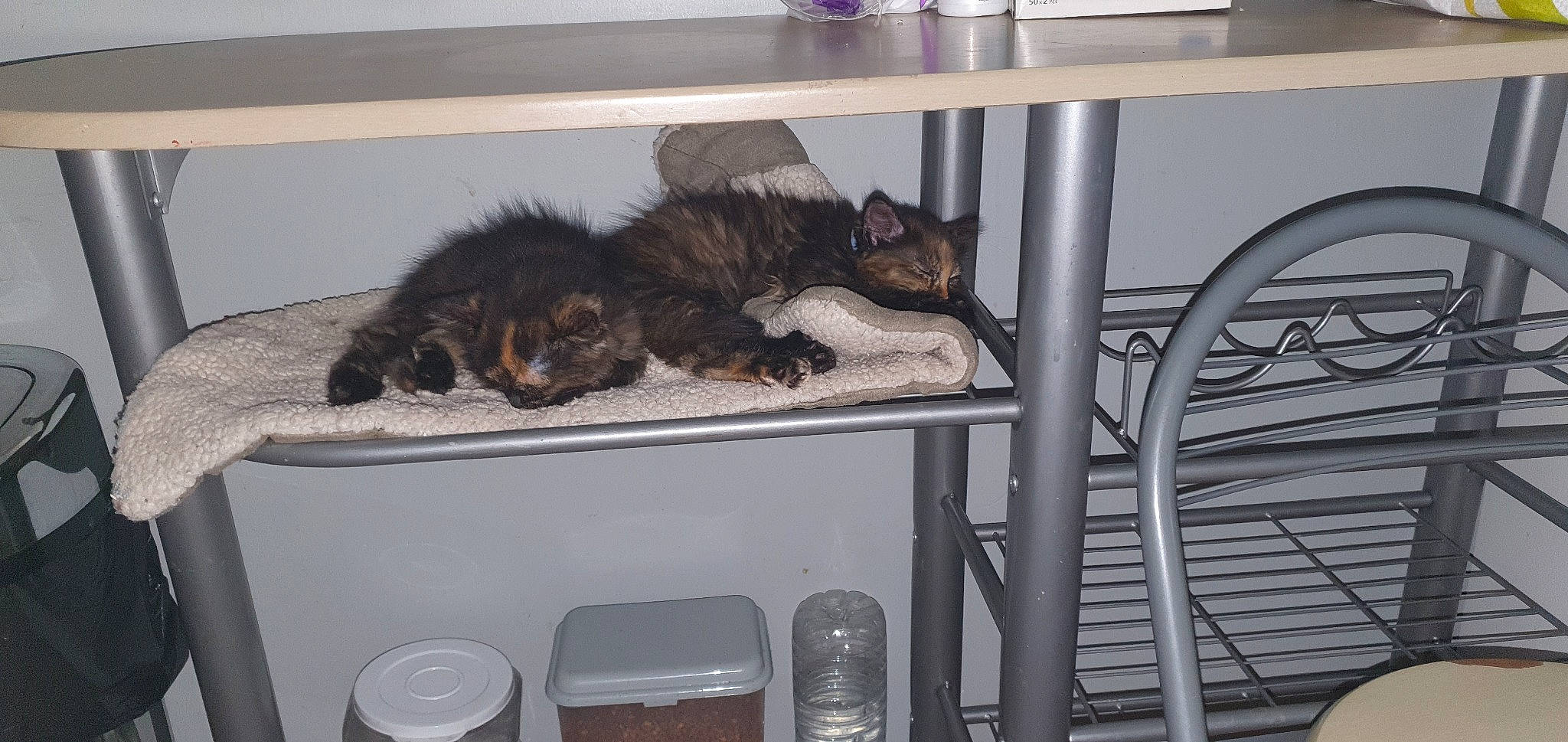 Valherra a rejoint le concours — aidez-le/la à gagner de superbes lots ! carnivore, cat, domestic_short_haired_cat, european_shorthair, felidae, small_to_medium_sized_cats, whiskers