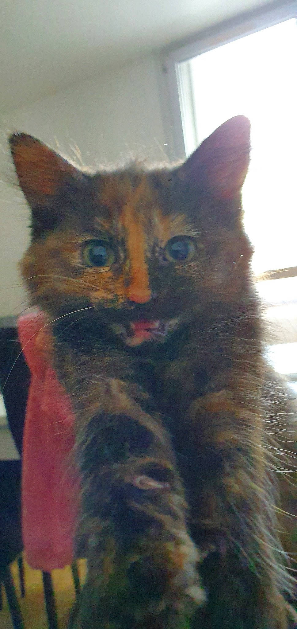 Valherra a rejoint le concours — aidez-le/la à gagner de superbes lots ! asian, carnivore, cat, domestic_short_haired_cat, european_shorthair, felidae, fur, german_rex, kitten, mammal, ojos_azules, small_to_medium_sized_cats, snout, tabby_cat, vertebrate, whiskers