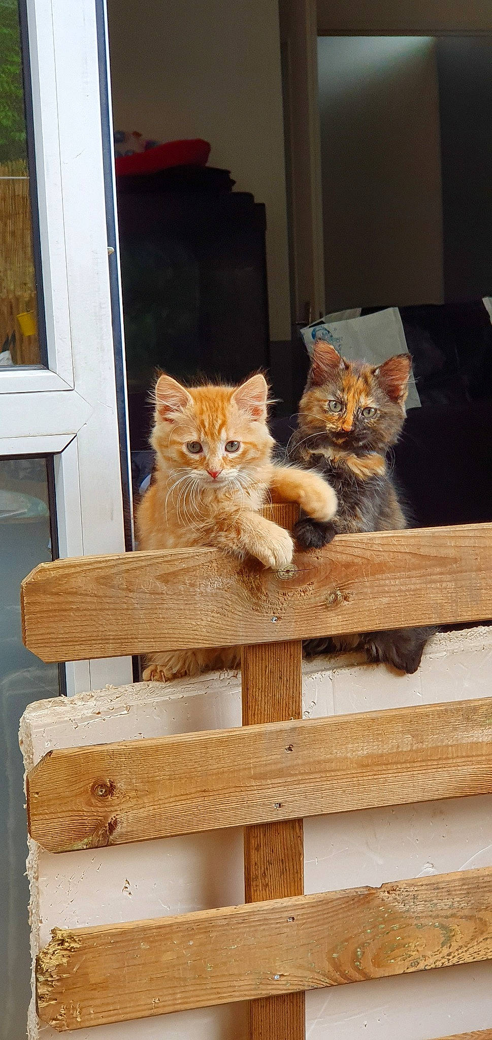 Valherra a rejoint le concours — aidez-le/la à gagner de superbes lots ! carnivore, cat, domestic_short_haired_cat, european_shorthair, fawn, felidae, hardwood, kitten, maine_coon, norwegian_forest_cat, small_to_medium_sized_cats, somali, tabby_cat, whiskers, wood