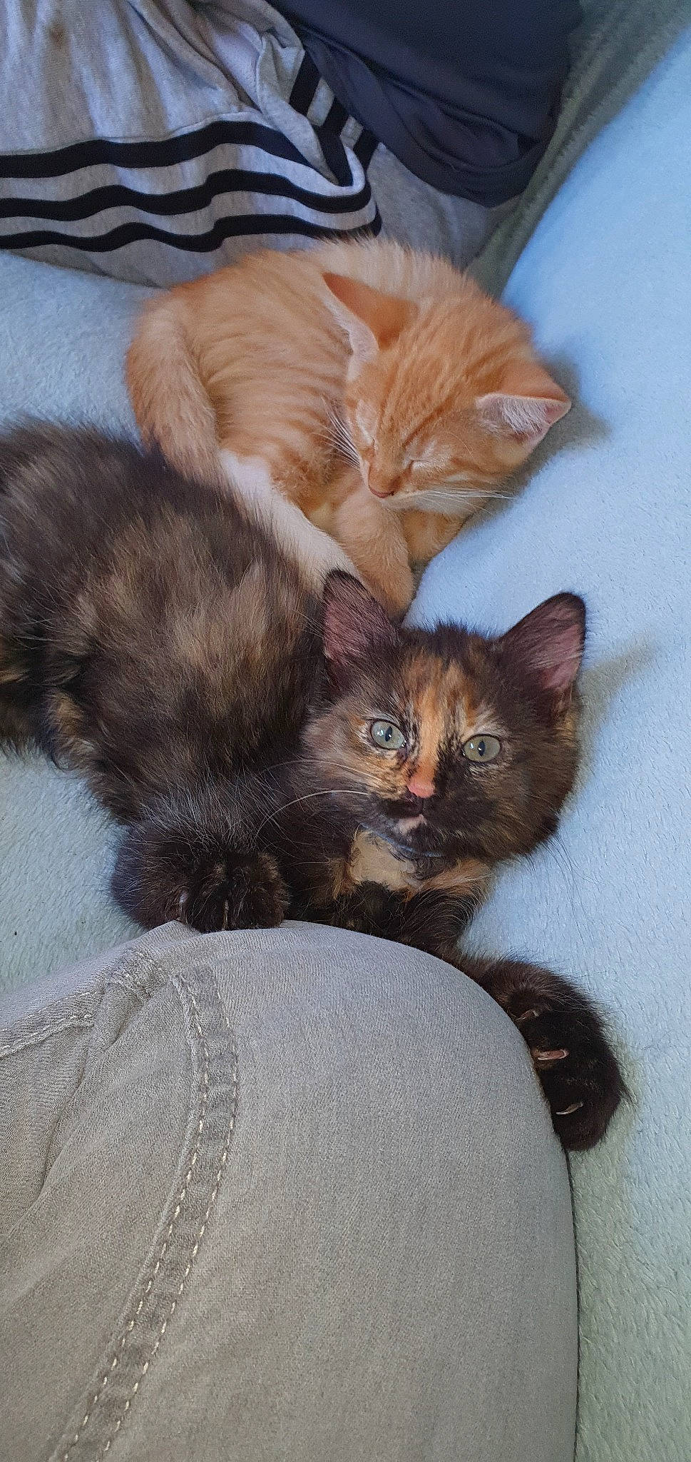 Valherra participe au concours pour gagner de l'argent avec cette photo : british_semi_longhair, carnivore, cat, cymric, domestic_long_haired_cat, domestic_short_haired_cat, european_shorthair, felidae, fur, german_rex, kitten, kurilian_bobtail, maine_coon, mammal, norwegian_forest_cat, ragamuffin, siberian, small_to_medium_sized_cats, vertebrate, whiskers