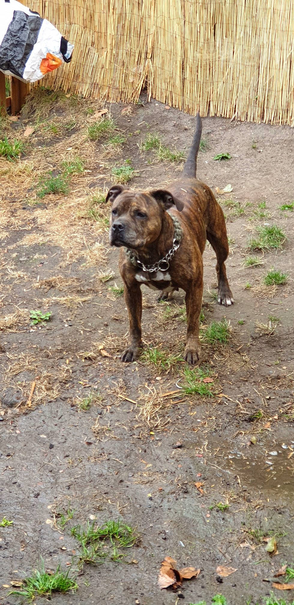 Amnésia a rejoint le concours — aidez-le/la à gagner de superbes lots ! alano_espanol, alaunt, american_pit_bull_terrier, boerboel, bullmastiff, canidae, carnivore, dog, dog_breed, dogo_sardesco, fawn, mammal, molosser, non_sporting_group, perro_de_presa_canario, perro_de_presa_mallorquin, rare_breed_dog, renascence_bulldogge, sporting_group, vertebrate