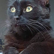 Boule a rejoint le concours — aidez-le/la à gagner de superbes lots ! black_cat, cat, animal, pet, indoor, feline, whiskers, ears, paws, wood, close_up, fur, eyes, resting, domestic_animal, mammal, portrait, cute, looking_away, household