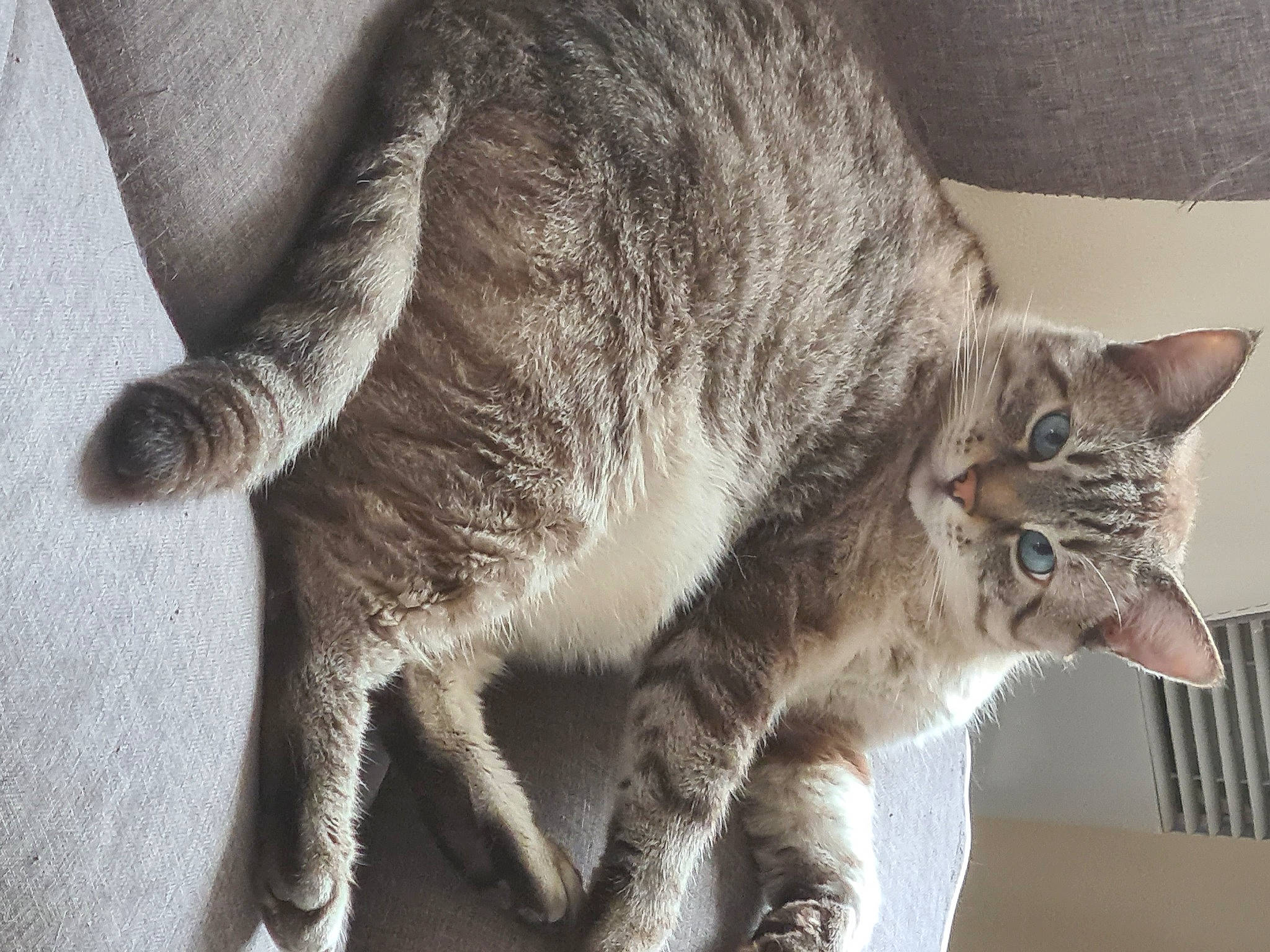 Isis participe au concours pour gagner de l'argent avec cette photo : carnivore, cat, claw, domestic_short_haired_cat, felidae, fur, grey, paw, small_to_medium_sized_cats, snout, tail, terrestrial_animal, whiskers, wildlife