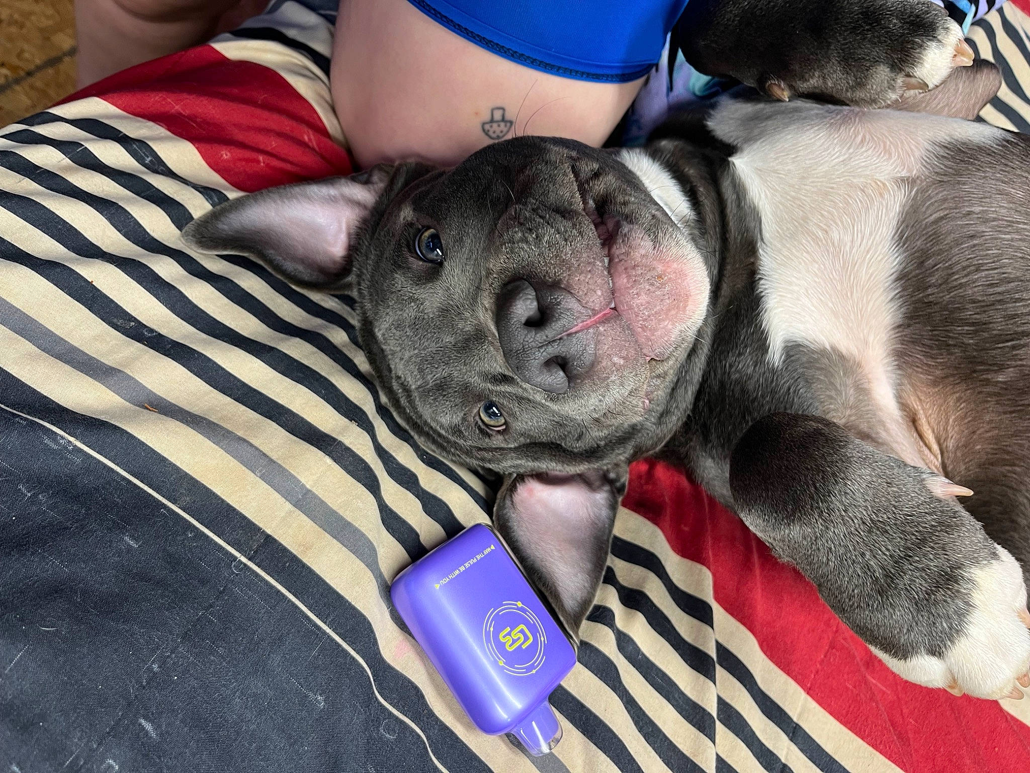 Kilo joined the competition — help win amazing prizes! blue, canidae, carnivore, collar, comfort, companion_dog, dog, dog_breed, dog_collar, electric_blue, fawn, fur, nail, paw, selfie, snout, sporting_group, toy_dog, whiskers, working_animal