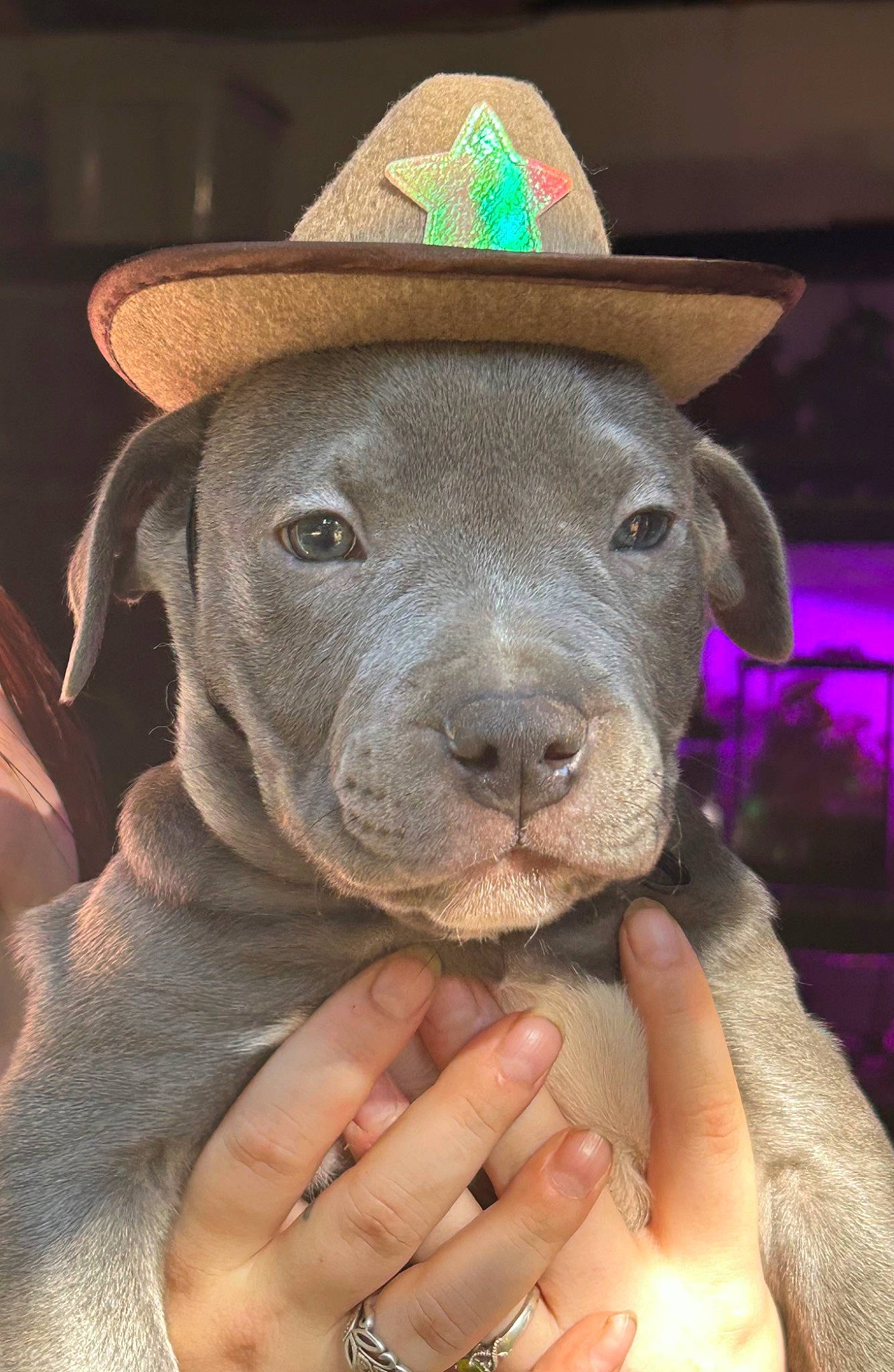 Kilo is registered to the contest to win money with this photo: canidae, carnivore, companion_dog, cowboy_hat, dog, dog_breed, fashion_accessory, fawn, fur, gesture, hat, liver, nail, non_sporting_group, snout, sporting_group, sun_hat, terrestrial_animal, thumb, working_animal