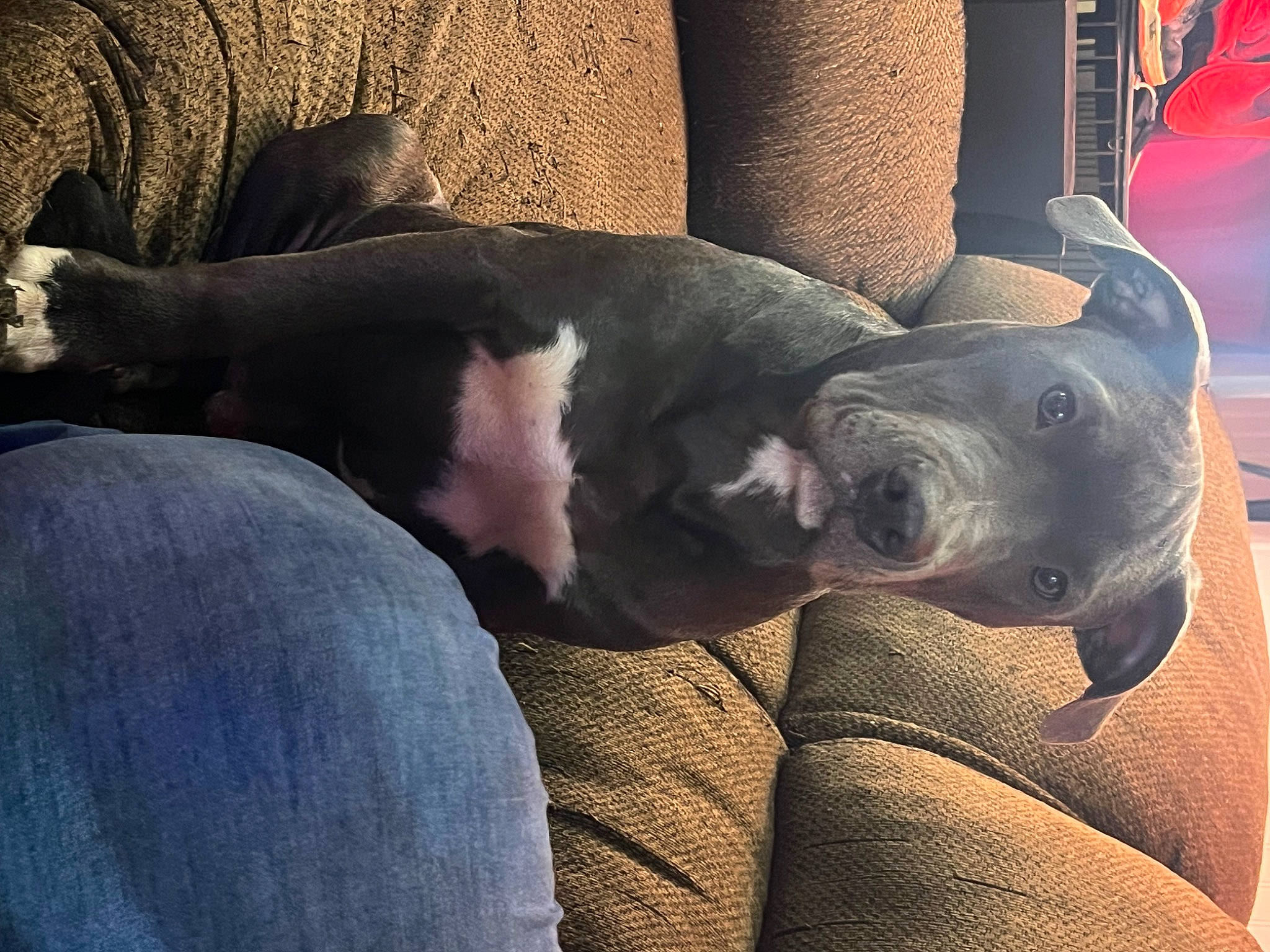 Kilo joined the competition — help win amazing prizes! canidae, carnivore, cloud, comfort, companion_dog, dog, dog_breed, fawn, fur, grey, metal, nap, sky, snout, sporting_group, tail, terrestrial_animal, vertebrate, whiskers, working_animal