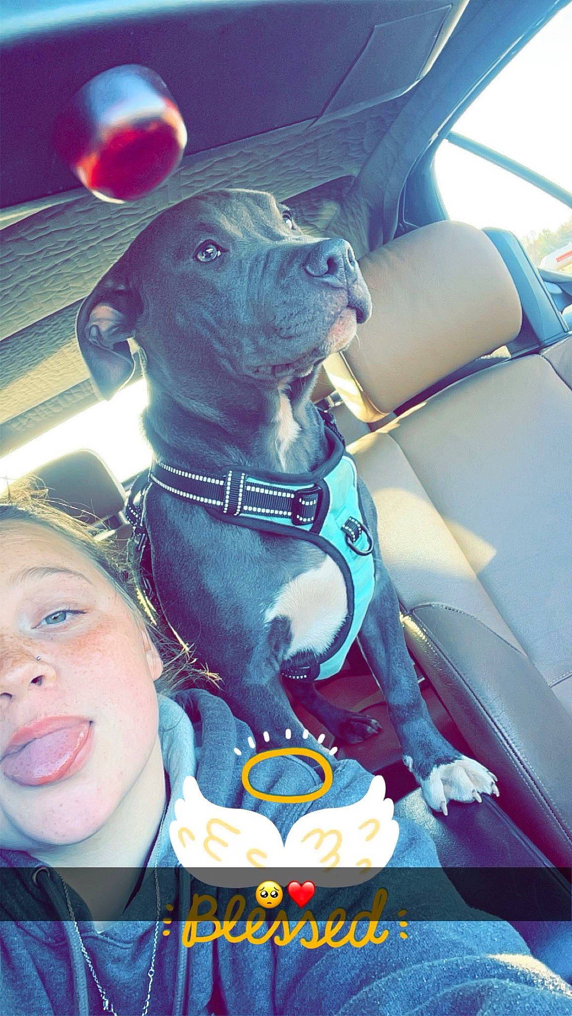 Kilo is registered to the contest to win money with this photo: auto_part, car, car_seat, car_seat_cover, carnivore, collar, companion_dog, dog, dog_breed, dog_collar, electric_blue, fawn, head_restraint, personal_protective_equipment, pet_supply, snout, vehicle, vehicle_door, windshield, working_animal