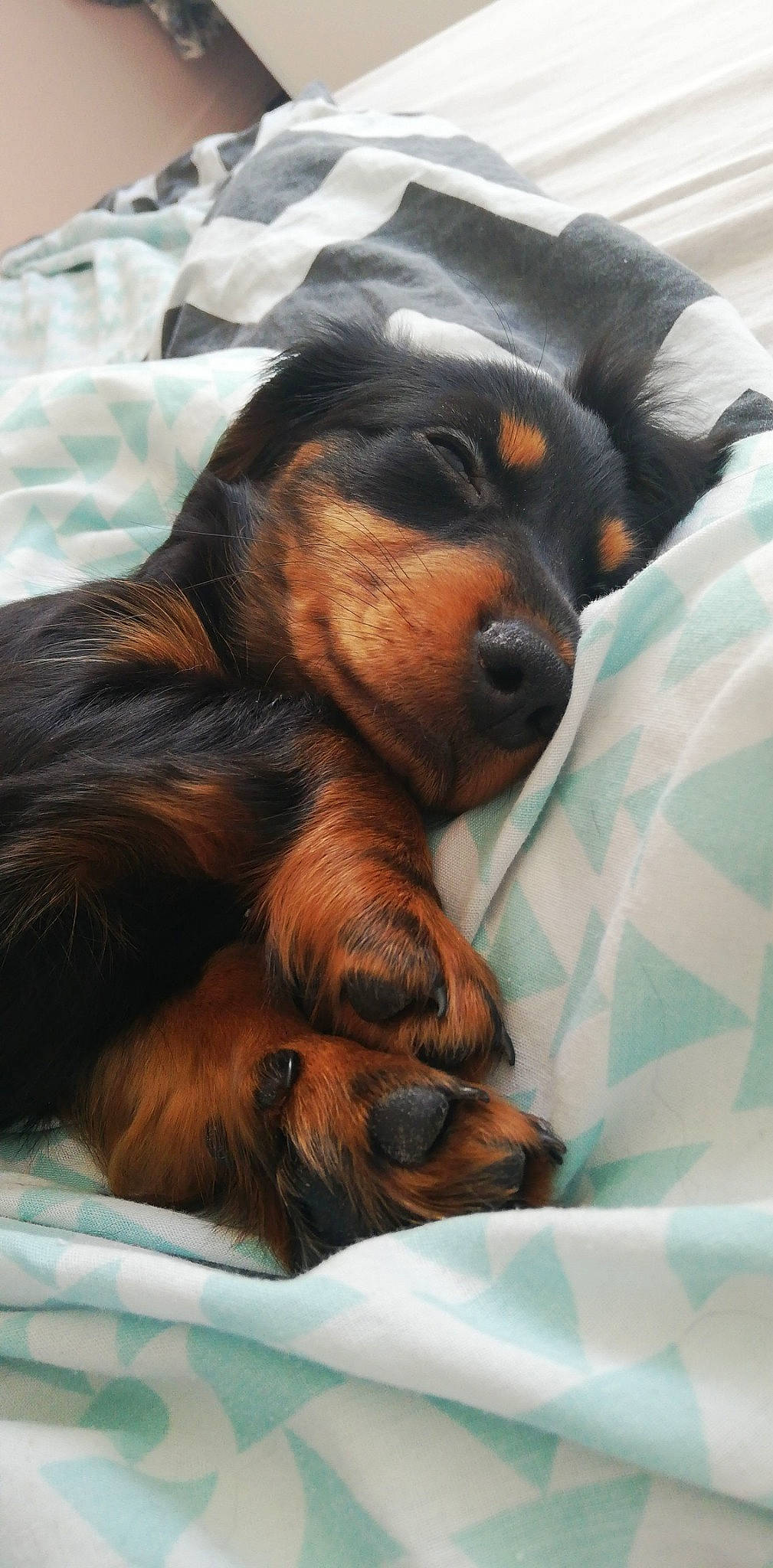 Nachos a rejoint le concours — aidez-le/la à gagner de superbes lots ! canidae, carnivore, companion_dog, dog, dog_breed, gordon_setter, mammal, puppy, setter, snout, sporting_group, vertebrate