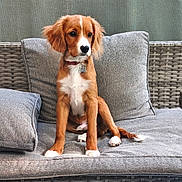 Caramel participe au concours pour gagner de l'argent avec cette photo : dog, puppy, brown, white_paws, collar, sofa, cushion, wicker, indoor, pet, sitting, fur, ears, tail, cute, calm, attentive, young, domestic_animal, furniture