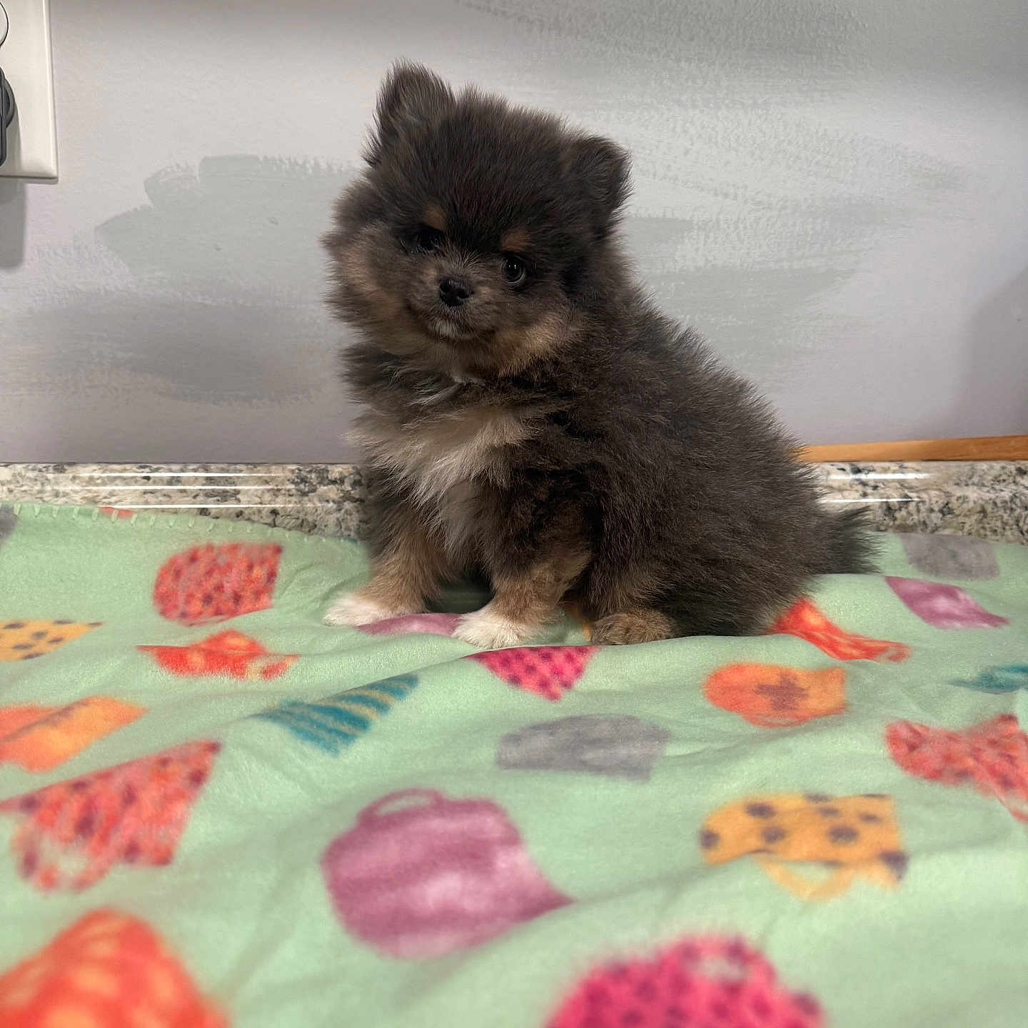 Milo joined the competition — help win amazing prizes! animal, applique, bed, bedroom, blanket, canine, cat, cockerspaniel, dog, furniture, indoors, kitten, manx, pattern, pet, puppy, quilt, rabbit, room, terrier