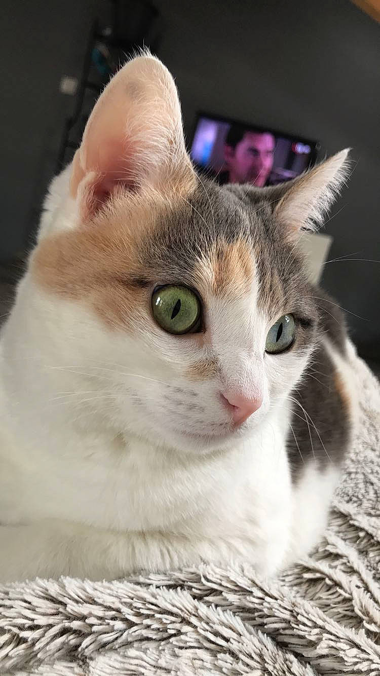 Paulette a rejoint le concours — aidez-le/la à gagner de superbes lots ! carnivore, cat, collar, domestic_short_haired_cat, eye, felidae, fur, grass, paw, pet_supply, photo_caption, small_to_medium_sized_cats, snout, terrestrial_animal, tree, whiskers, wildlife, window