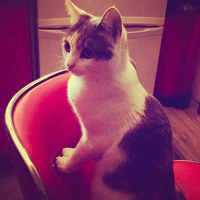 Paulette a rejoint le concours — aidez-le/la à gagner de superbes lots ! carnivore, cat, cat_supply, comfort, domestic_short_haired_cat, eye, felidae, fur, head, metal, paw, pet_supply, sitting, small_to_medium_sized_cats, snout, square, tail, tints_and_shades, whiskers, window