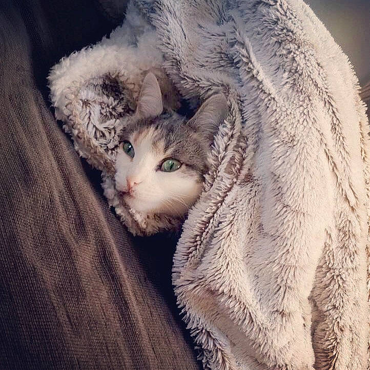 Paulette a rejoint le concours — aidez-le/la à gagner de superbes lots ! carnivore, cat, close_up, cloud, comfort, ear, eye, eyelash, felidae, mammal, paw, plant, small_to_medium_sized_cats, snout, tail, tree, whiskers, window, wood, wool