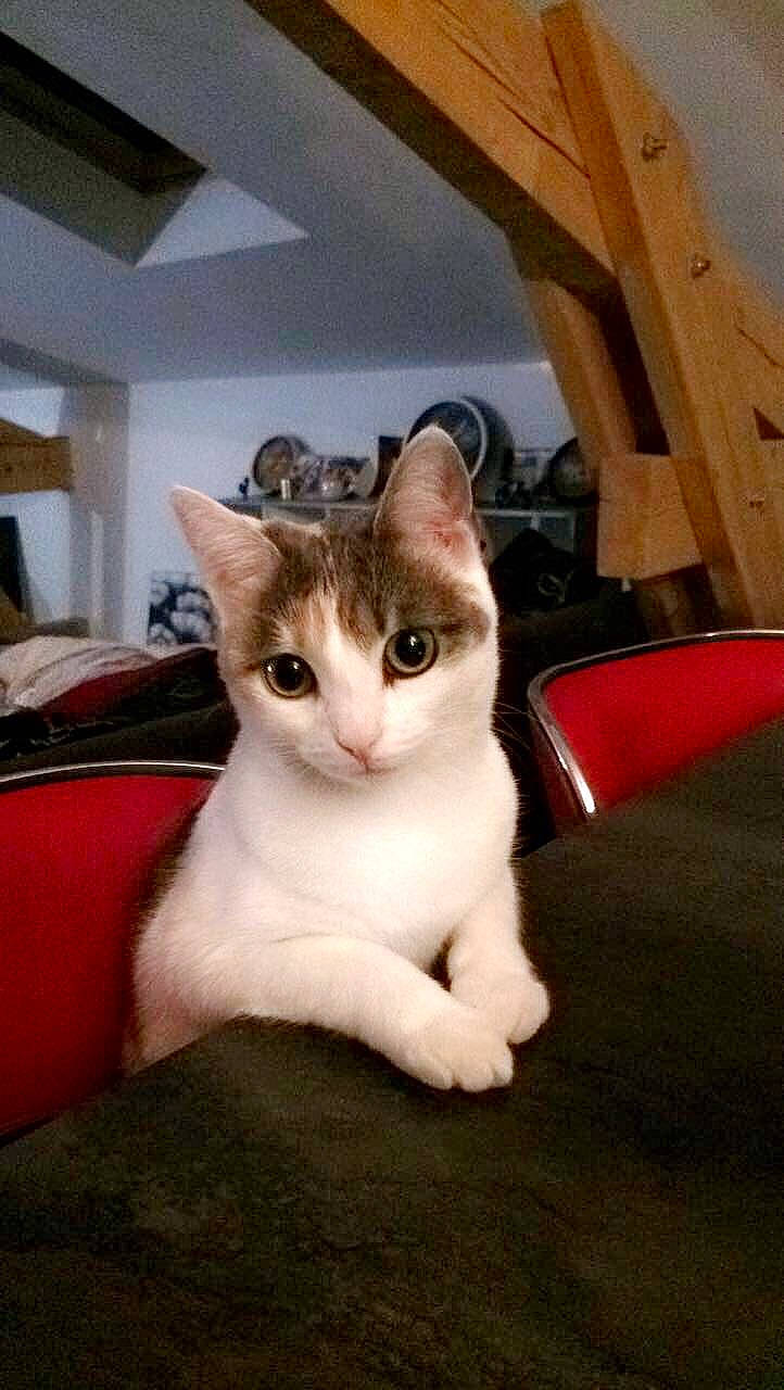 Paulette a rejoint le concours — aidez-le/la à gagner de superbes lots ! carnivore, cat, comfort, couch, domestic_short_haired_cat, door, fawn, felidae, fur, paw, picture_frame, small_to_medium_sized_cats, tail, whiskers, window, wood