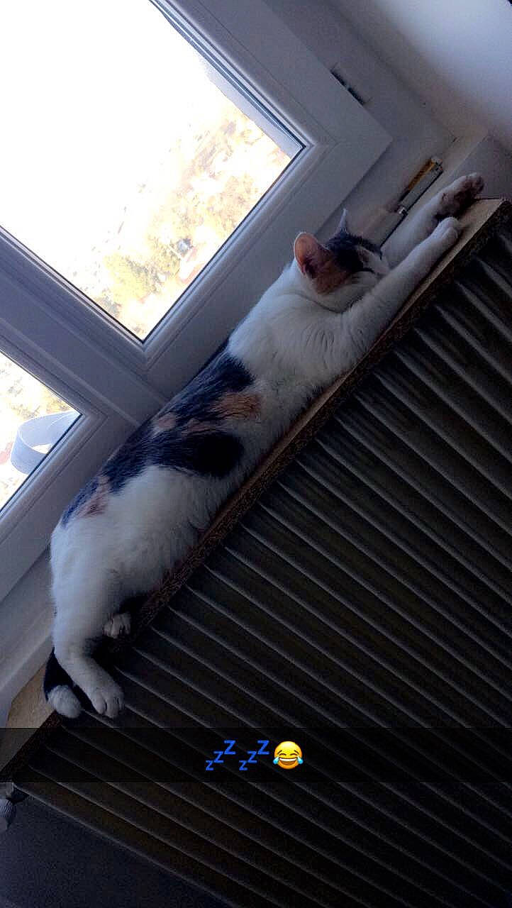 Paulette a rejoint le concours — aidez-le/la à gagner de superbes lots ! carnivore, cat, daylighting, felidae, flooring, fur, gas, hardwood, light, line, mammal, metal, small_to_medium_sized_cats, steel, tail, vertebrate, whiskers, white, window, wood