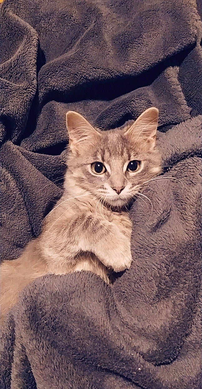 Romy