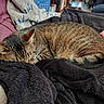Emma joined the competition — help win amazing prizes! black_blanket, blanket, cat, close_up, couch, cozy, domestic_animal, fur, furniture, home_interior, living_room, nap, pet, relaxed, sleeping, soft_texture, stripes, tabby_cat, tail, whiskers